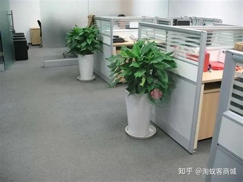 副省級城市 辦公室放多肉植物